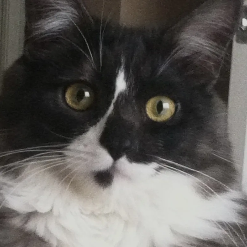Original: close-up of a black and white cat