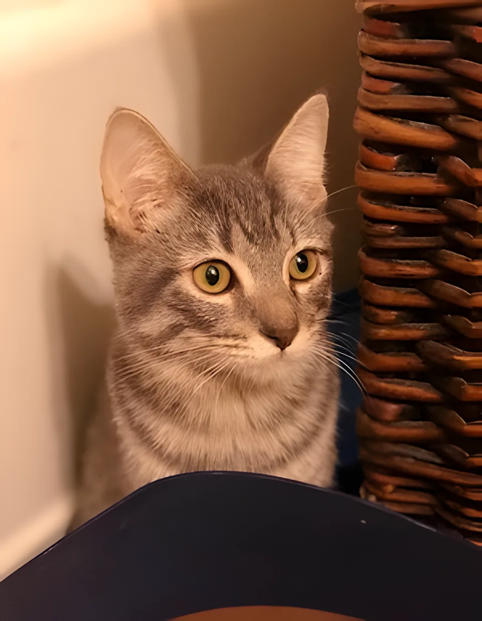 Upscaled: cat photo, 300 × 387 source