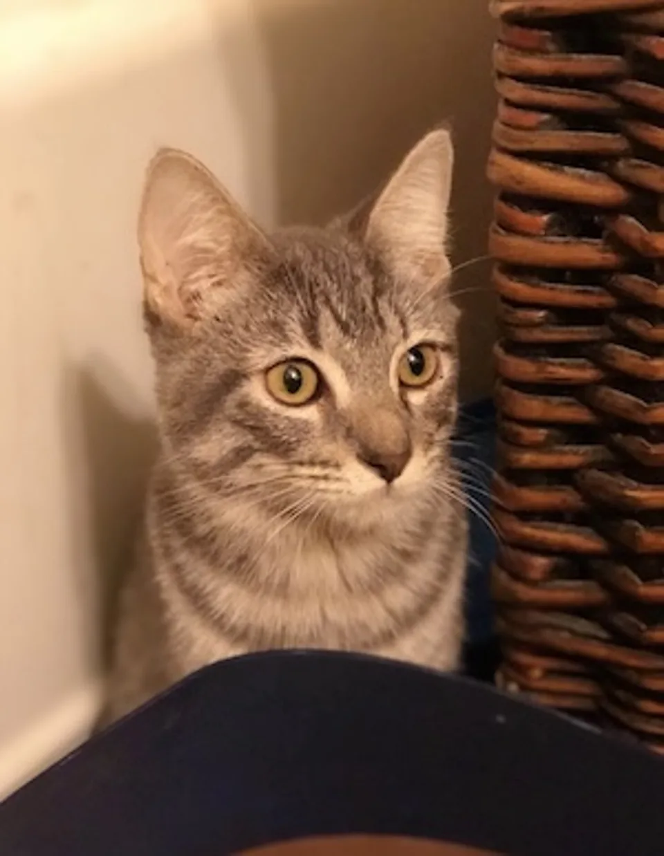Original: cat photo, 300 × 387 source