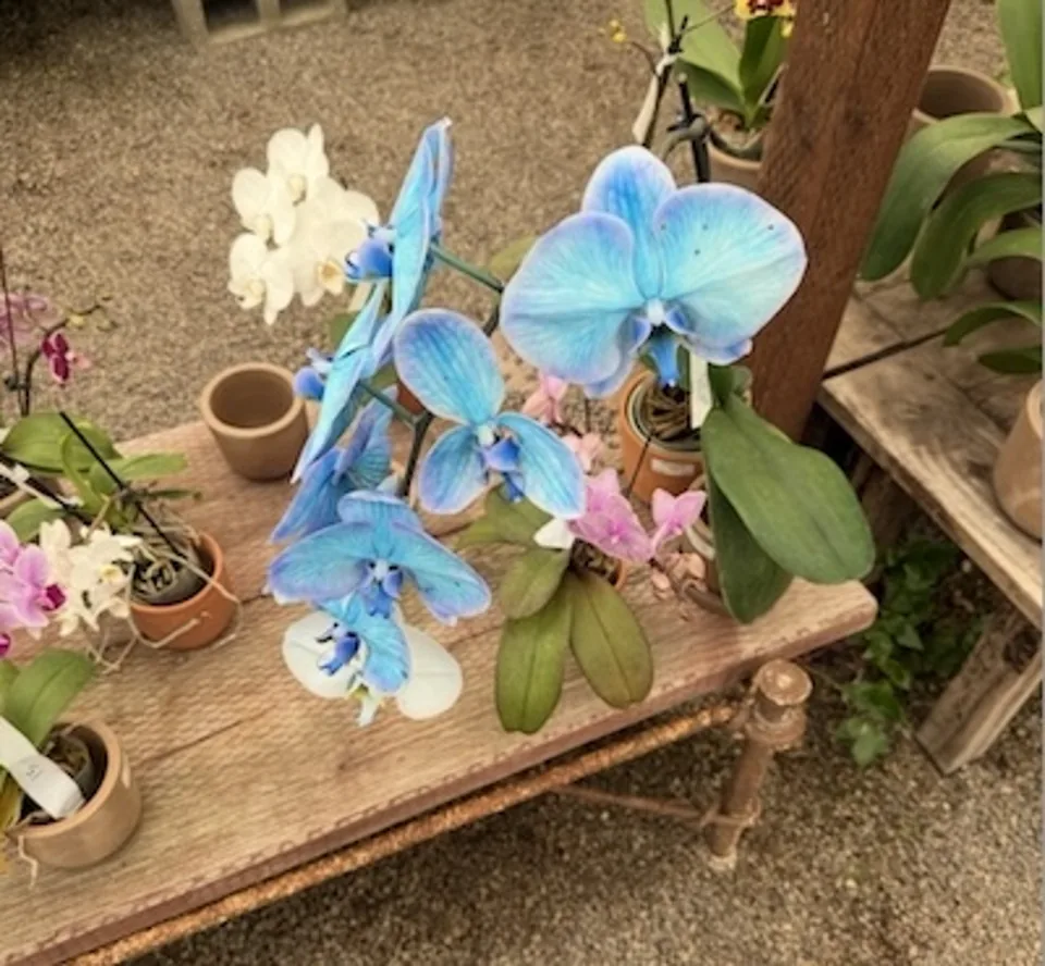 Original: blue orchids on a wooden table